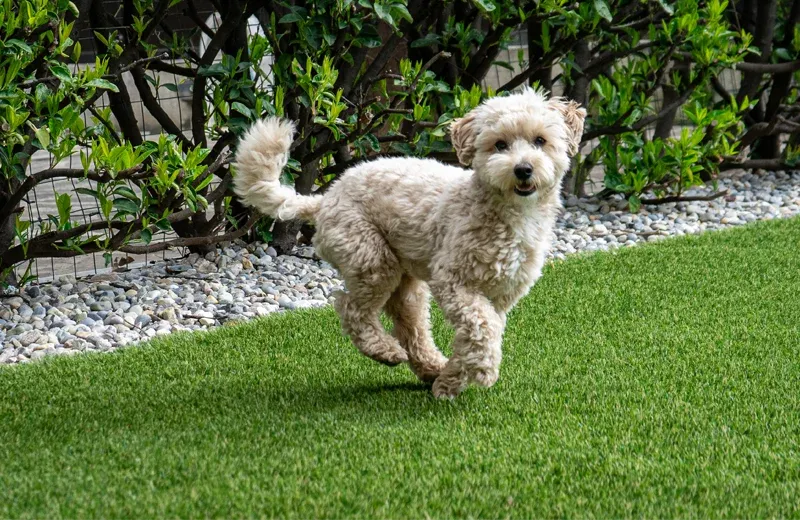 dog running around outside on artificial pet turf