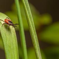 lonestar tick on stem