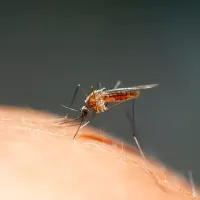 mosquito biting skin