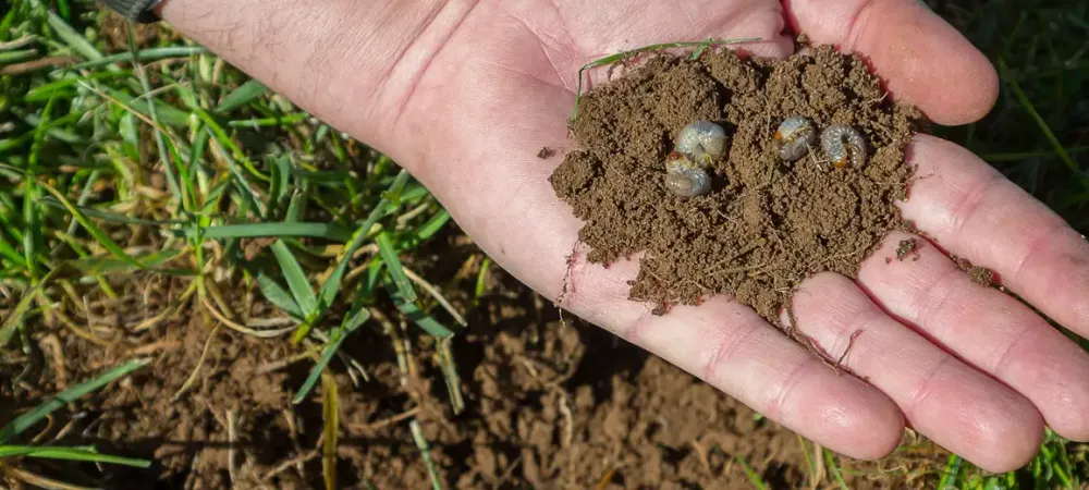 grubs dug up from soil