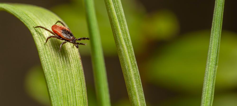 lonestar tick on stem