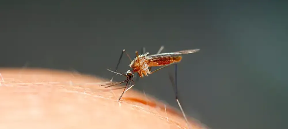 mosquito biting skin